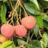 বেদানা লিচু (300 PCS-Big Size-Home Delivery)
