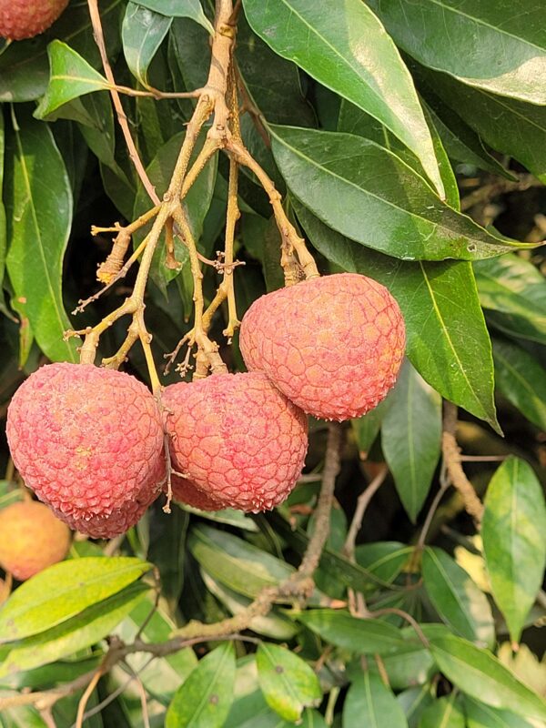 বেদানা লিচু (300 PCS-Big Size-Home Delivery)