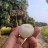 বেদানা লিচু (300 PCS-Big Size-Home Delivery)