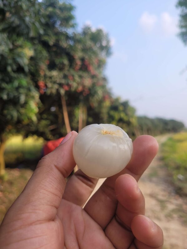বেদানা লিচু (300 PCS-Big Size-Home Delivery)