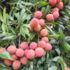 বেদানা লিচু (300 PCS-Big Size-Home Delivery)