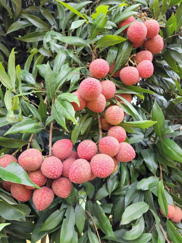 বেদানা লিচু (300 PCS-Big Size-Home Delivery)