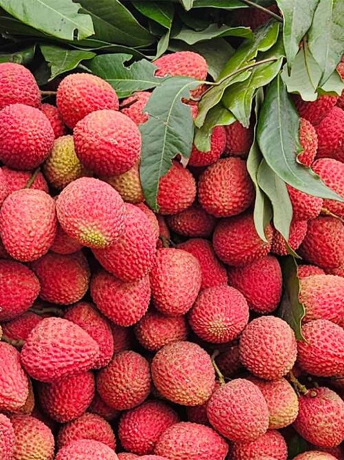 বোম্বাই লিচু
