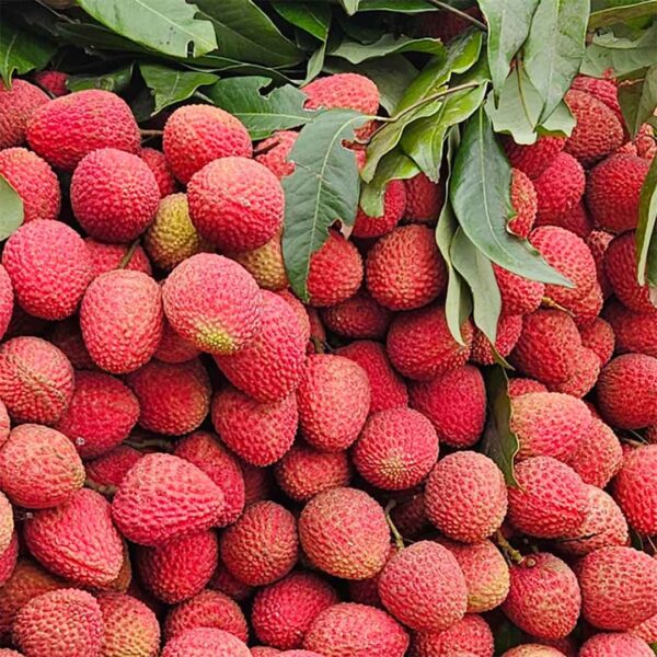 বোম্বাই লিচু