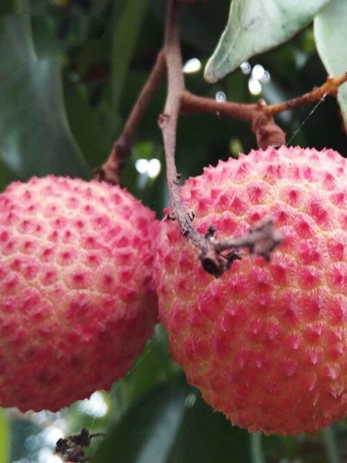 মাদ্রাজি লিচু