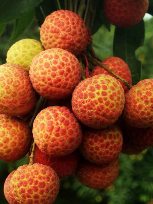 চায়না-৩ লিচু
