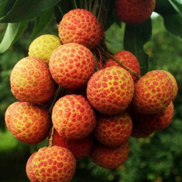 চায়না-৩ লিচু